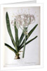 Crinum Americanum, from `Les Liliacees', 1805-16 by Pierre-Joseph Redouté