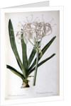 Crinum Americanum, from `Les Liliacees', 1805-16 by Pierre-Joseph Redouté