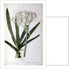 Crinum Americanum, from `Les Liliacees', 1805-16 by Pierre-Joseph Redouté