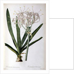 Crinum Americanum, from `Les Liliacees', 1805-16 by Pierre-Joseph Redouté