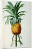 Bromelia Ananas by Pierre Joseph Redouté