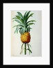 Bromelia Ananas by Pierre Joseph Redouté
