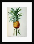 Bromelia Ananas by Pierre Joseph Redouté
