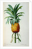 Bromelia Ananas by Pierre Joseph Redouté