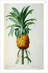 Bromelia Ananas by Pierre Joseph Redouté