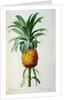 Bromelia Ananas by Pierre Joseph Redouté