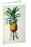 Bromelia Ananas by Pierre Joseph Redouté