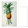 Bromelia Ananas by Pierre Joseph Redouté
