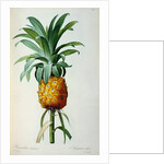 Bromelia Ananas by Pierre Joseph Redouté