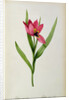 Tulipa oculus-solis by Pierre-Joseph Redouté