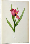 Tulipa oculus-solis by Pierre-Joseph Redouté