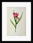 Tulipa oculus-solis by Pierre-Joseph Redouté
