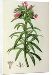 Echium Grandiflorum by Pierre-Joseph Redouté