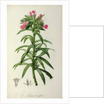 Echium Grandiflorum by Pierre-Joseph Redouté