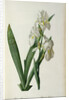 Iris Florentina, from `Les Liliacees', 1805 by Pierre-Joseph Redouté