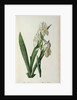 Iris Florentina, from `Les Liliacees', 1805 by Pierre-Joseph Redouté