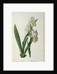 Iris Florentina, from `Les Liliacees', 1805 by Pierre-Joseph Redouté