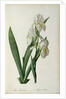 Iris Florentina, from `Les Liliacees', 1805 by Pierre-Joseph Redouté