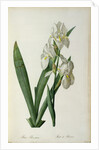 Iris Florentina, from `Les Liliacees', 1805 by Pierre-Joseph Redouté