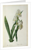 Iris Florentina, from `Les Liliacees', 1805 by Pierre-Joseph Redouté