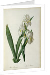 Iris Florentina, from `Les Liliacees', 1805 by Pierre-Joseph Redouté