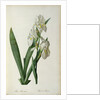 Iris Florentina, from `Les Liliacees', 1805 by Pierre-Joseph Redouté