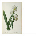 Iris Florentina, from `Les Liliacees', 1805 by Pierre-Joseph Redouté