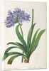 Agapanthus umbrellatus, from `Les Liliacees' by Pierre Redoute, 8 volumes, published 1805-16 by Pierre-Joseph Redouté