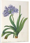 Agapanthus umbrellatus, from `Les Liliacees' by Pierre Redoute, 8 volumes, published 1805-16 by Pierre-Joseph Redouté