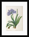 Agapanthus umbrellatus, from `Les Liliacees' by Pierre Redoute, 8 volumes, published 1805-16 by Pierre-Joseph Redouté