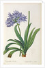 Agapanthus umbrellatus, from `Les Liliacees' by Pierre Redoute, 8 volumes, published 1805-16 by Pierre-Joseph Redouté