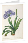 Agapanthus umbrellatus, from `Les Liliacees' by Pierre Redoute, 8 volumes, published 1805-16 by Pierre-Joseph Redouté