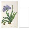 Agapanthus umbrellatus, from `Les Liliacees' by Pierre Redoute, 8 volumes, published 1805-16 by Pierre-Joseph Redouté