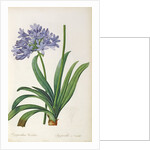 Agapanthus umbrellatus, from `Les Liliacees' by Pierre Redoute, 8 volumes, published 1805-16 by Pierre-Joseph Redouté
