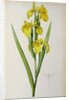 Iris Pseudacorus by Pierre Joseph Redouté