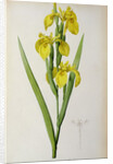 Iris Pseudacorus by Pierre Joseph Redouté