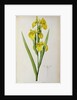 Iris Pseudacorus by Pierre Joseph Redouté