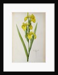 Iris Pseudacorus by Pierre Joseph Redouté