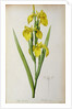 Iris Pseudacorus by Pierre Joseph Redouté