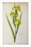 Iris Pseudacorus by Pierre Joseph Redouté