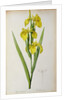 Iris Pseudacorus by Pierre Joseph Redouté