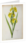 Iris Pseudacorus by Pierre Joseph Redouté
