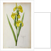 Iris Pseudacorus by Pierre Joseph Redouté