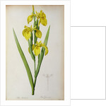 Iris Pseudacorus by Pierre Joseph Redouté