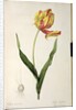 Tulipa gesneriana dracontia by Pierre-Joseph Redouté