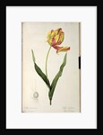 Tulipa gesneriana dracontia by Pierre-Joseph Redouté