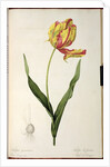 Tulipa gesneriana dracontia by Pierre-Joseph Redouté