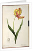 Tulipa gesneriana dracontia by Pierre-Joseph Redouté