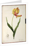 Tulipa gesneriana dracontia by Pierre-Joseph Redouté