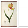 Tulipa gesneriana dracontia by Pierre-Joseph Redouté
